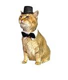 Black top hat for cat or small dog - Wedding - With Bow Tie - Handmade Cat Hats