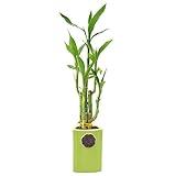 Arcadia Garden Products 5-Stem Lucky Bamboo, Live Indoor Plant in Contour II Ceramic Planter for Home, Work, or Gift, Green ***Cannot Ship to Hawaii***