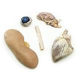 Anatomy Lab Preserved Mammal Anatomy Specimen for Dissection Set, for Biology Classes, Vacuum Pack of 5