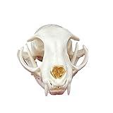 CLLOEAT Taxidermy Real Animals Skulls, Real Bones Specimen, Taxidermy Supplies for Science Education, Special Gift