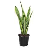 Altman Plants Sansevieria Laurentii Variegated Snake Plants (Approx. 10 in. Tall), Easy Plant, Air Purifying Plant & Desk Plant Decor, Striped Live Snake Plant Live Plants, Indoor Plants & Houseplants