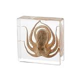 Pokiphip Taxidermy Octopus, Real Octopus Specimens Animal Specimen in Resin for Science Classroom Science Education, Great Gift for Fans of Taxidermy, Animal Skull, Oddities, Biology (3 x 3 x 1 inch)