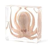 Taxidermy Octopus, Professional Octopus Taxidermy in Clear Resin - Marine Biology Specimen for Educational Displays & Nautical Decor Real Taxidermy Animal Unique Gift