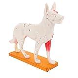 4D Vision Dog Anatomy Model, Dog Model Anatomy Teaching Tool Animal Pressure Points Training for Animal Teaching Demonstration, Pet Clinic Training School Teaching Tool Animalanatomy Model