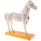 VERIMP Equine Acupuncture Model Horse Model Animal Anatomy Model Horse Acupoint Model 4D Anatomy Model Biology Horse Model of The Horse Body Model Veterinary Teaching On Animals Horse