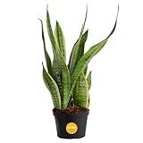 Costa Farms Sansevieria Grower's Choice Snake Live Indoor Plant, 12-Inches Tall, Grower Pot