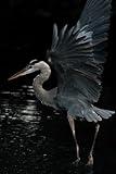 Great Blue Heron Journal: Notebook for Nature Lovers, Birders, and Outdoor Enthusiasts