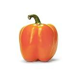 Orange Bell Pepper
