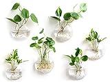 Mkono Wall Hanging Glass Terrariums Planter Oblate Flower Vase for Hydroponics Plants, Bathroom, Home Office Living Room Decor, Set of 6
