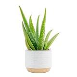 Costa Farms Aloe Vera, Live Succulent Plant, Easy Care Indoor Houseplant in Modern Décor Planter, Room Air Purifier, Tabletop, Office, Desk or Home Décor, Birthday, Gardening Gift, 10-12 Inches Tall