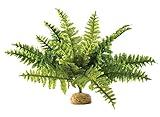 Exo Terra,Reptiles, Amphibians Boston Fern Terrarium Plant, Medium
