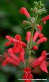 10 Pineapple SAGE Red Salvia Elegans Herb/Flower Seeds *Comb S/H