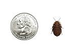 Dubia.com 25 Medium 1/2" 3/4" Discoid Roaches Live, Feeder Insect for Reptiles & Amphibians, NutrientRich Roach Bug, Manageable Size, Easy Care, Hardy Nature and No Odors