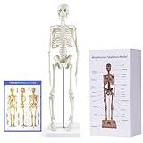 breesky Human Skeleton Model for Anatomy: 17” Human Skeleton Model with Movable Arms and Legs - Scientific Model for Study and Display