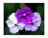 Yesterday Today Tomorrow Live Semi-Tropical Flowering Shrub Plant Purple White Lavender Spring Bloom Starter Size 4 Inch Pot Emerald tm