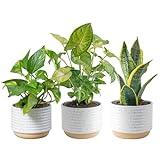 Costa Farms Live Plants (3 Pack), Easy to Grow Real Indoor Houseplants, Air Purifying Plants, Grower's Choice in Home Décor Indoors Plant Pots, New House Gift or Room Décor