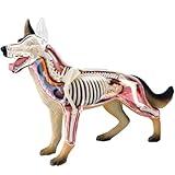 ZEQFEMKL Anatomy Model 4D Dog with Detachable Biology, 29 Parts for Animal Teaching Demonstration and Veterinary Training