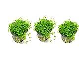 Marcus Fish Tanks - 3X Micranthemum Monte Carlo Pots Easy Live Aquarium Plants