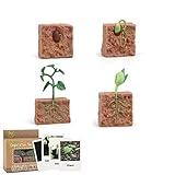 Generic Plant Growth Cycle, Plant Life Cycle Model, Realistic Beans Growth Cycle Biological Model with 4 Instruction Cards, Educational Playthings for Kids, Children's Cognitive Science Model