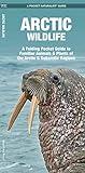 Arctic Wildlife: A Folding Pocket Guide to Familiar Animals & Plants of the Arctic and Subarctic Regions (Nature Observation International)