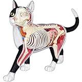 4D Vision Cat Anatomy Model, 28 Parts for Animal Teaching Demonstration Cat Model Anatomy Tool Animal Veterinary Training for Animal Teaching Demonstration