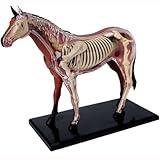 4D Horse Anatomy Model - Animal Skeleton Specimen, Detachable Biology, 26 Parts for Pet Clinic Veterinary TrainingSchool Teaching