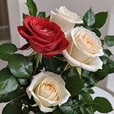 6 Red and white Roses Without Vase - Holidays Collection - KaBloom Prime Next Day - Gift for Birthday, Sympathy, Anniversary, Easter, Mother’s Day Fresh Flowers