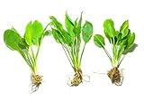 Marcus Fish Tanks - 3X Amazon Sword Echinodorus Bleheri Easy Live Aquarium Plants for Aquatic Freshwater Fish Tank