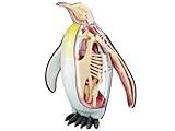 4D Vision Emperor Penguin Anatomy Model - Medical Quality Collectible with Fully Detachable Organs and Body Parts