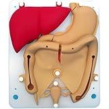 Laparoscopic Surgery Training Module, Urinary System Silicone Organ Model, Silicone Organ 1: 1 Ratio Laparoscopic Trainer, Organic Flexible Realistic Hollow Model for Medical Students Practice (A)