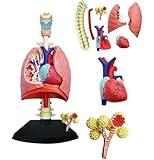 SORECI 4D Respiratory System Lung Model of 21 Removable Parts Science & Technology Teaching Model,Model of Human Heart and Lungs,Lung Model Anatomical