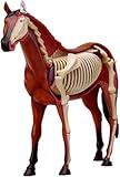 4D Horse Anatomy Model - Animal Skeleton Specimen, Detachable Biology, 26 Parts for Pet Clinic Veterinary TrainingSchool Teaching Demonstration