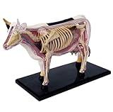 SORECI 4D Cow Anatomy Model - Animal Skeleton Specimen, Detachable Biology, 29 Parts for Pet Clinic Veterinary TrainingSchool Teaching Demonstration