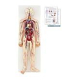JNMFTD Human Blood Circulation System Model, Human Blood Model 1/2 Life Size Body Heart Removable Arteries and Veins Circulatory Anatomy with 70 Structures Number for Medical Education and Training
