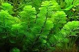 Marcus Fish Tanks Green Cabomba Caroliniana Easy Live Aquarium Plants for Aquatic Freshwater Fish Tank BUY2GET1FREE