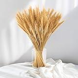 Sukh 100 Stems Dried Wheat Stalks for Decor - Sheaves Grass Natural Bunch Flowers Home Wedding Table Kitchen Boho Farmhouse Fall Arrangement DIY Decoration 12.9 Inches