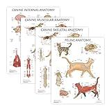 4 PACK Canine Anatomy and Feline Anatomy Poster Set, LAMINATED, Veterinary Anatomy Physiology, 17.3 x 22.5 Inches, Anatomical Diagram for Education and Students, Veterinary Anatomy Poster Set