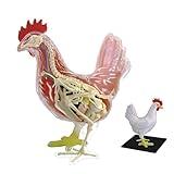 SORECI 4D Chicken Anatomy Teaching Model, Skeleton Model Anatomy Model Assembly Model Anatomical Chicken Model Detachable 32 Parts Scientific Anatomical Animal Model