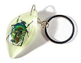 HQRP-Crystal 2" Real Rose Chafer British Beetle in Glow in The Dark Freeform Lucite Keychain Insect Animal Taxidermy Sample Inside for Biology Science Education Decoration Tear Drop Key Ring w/Chain