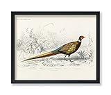 Poster Master Vintage Illustration Poster - Retro Ornithology Print - Gift for Artist, Friend - Ring Necked Pheasant, Animal, Bird, Wildlife - Wall Decor for Home, Office, 24x32 Unframed Wall Art