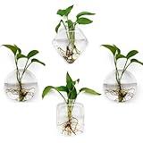 4 Pack Glass Wall Hanging Planters Plant Terrariums Indoor Wall Flower Vase Containers Wall Mounted Glass Holder Window Terrarium Wall Propagation