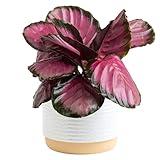 Costa Farms Calathea Pink Star Live Plant | 12-Inches Tall | Beautiful Indoor Houseplant in 6-Inch Decorative Plant Pot | Unique Garden or Birthday Gift | Room and Home Decor