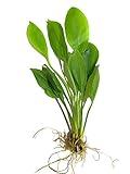 Marcus Fish Tanks - Amazon Sword Echinodorus Bleheri Easy Live Aquarium Plants for Aquatic Freshwater Fish Tank Buy 2 GET 1