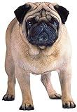 Paper House Productions 3.25" x 2.25" Die-Cut Pug Dog Shaped Magnet for Refrigerators and Lockers