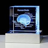 Movdyka 3D Human Brain Anatomy Model Doctor Psychology Graduation Gifts for Him Her, 3D Laser Etched Crystal Cube Brain Figure Paperweight Science Biology Gift with Colorful LED Base