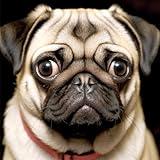 pigpigboss Pug Dog Diamond Painting Arts Kit, 5D Full Round Diamond Painting with Gems, Cute Pet Pug Face Diamond Art Dots Set for Adult Beginner Home Decor (16 X 16 Inches)