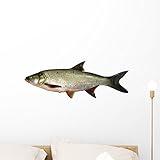 Wallmonkeys Asp Predatory Freshwater Fish Wall Decal Peel and Stick Graphic WM235994 (24 in W x 16 in H)