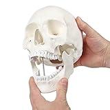 Axis Scientific Human Skull Model for Anatomy Life Size, 3-Part Anatomy Skull Includes Skull Cap with External and Interior Structures, Includes Detailed Product Manual, Skull for Anatomy