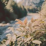 In Nature's Embrace We Understand