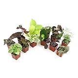 Altman Plants Live Houseplants (12PK), Indoor Plants for Delivery Prime, Live Plants and Gardening Gifts for Plant Lovers, Planters for Indoor Plants with Potting Soil, Live House Plants Indoors Live